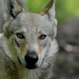 Une initiative vise à permettre de tirer un loup, toute l'année, sauf dans le Parc national suisse.
